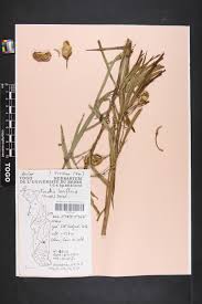 Image result for Kanahia laniflora