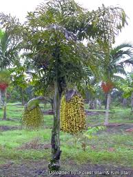 Image result for Caryota