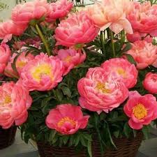 Maybe you would like to learn more about one of these? 2 Peony Coral Sunset Salmon Color Fragrant Flower Bulb Perennial Summer Plant Fresh Beauty Buy Online In Antigua And Barbuda At Desertcart 143456587
