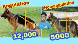 Starting with the vision to provide and curate reliable information to pet lovers we have evolved into a platform that also brings you a wide range of pet products and services covering the entire lifecycle of a pet. Only Bihar And U P German Shepherd Price Difference Youtube