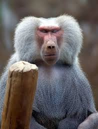 Everland Hamadryas Baboon Monkey Baboon Animals Beautiful Primates