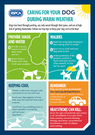 Jun 17, 2021 · salinas valley — an excessive heat warning has been issued for parts of monterey county, including the cities of greenfield and king city as well as southern salinas valley. Help Dogs Stay Cool In The Hot Summer Weather Rspca