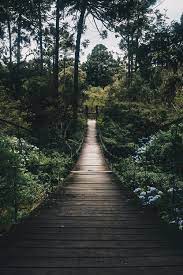 Check spelling or type a new query. 20 000 Best Forest Photos 100 Free Download Pexels Stock Photos
