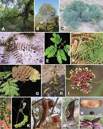 Image result for Entada abyssinica