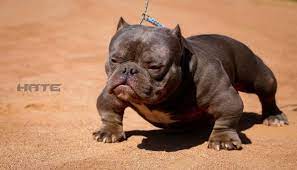Pin On Exotic Micro Bullys