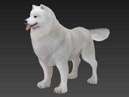 3d Model Samoyed Dog Cgtrader