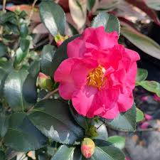 Onlineplantcenter 3 Gal Shishi Gashira Camellia Flowering Shrub With Hot Pink Flowers C945g3 The Home Depot In 2020 Flowering Shrubs Hot Pink Flowers Flowers
