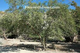 Image result for Cordia sinensis