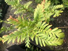 Image result for Todea