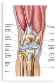 Human muscle system, the muscles of the human body that work the skeletal system, that are under voluntary control, and that are concerned with movement, posture, and balance. Anatomy Of Human Knee Joint Metal Print By Stocktrekimages In 2021 Human Knee Body Muscle Anatomy Human Body Anatomy