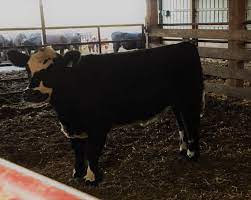 14 Docile Beef Cattle Breeds Good Choices For A Beginner Family Farm Livestock