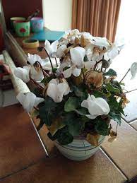 Check spelling or type a new query. What S Happening To My Cyclamen Bbc Gardeners World Magazine