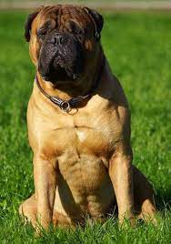 Https Www Dogtemperament Com Wp Content Uploads 2018 12 Bullmastiff 7 Sitting Outdoors Min Jpg Bull Mastiff English Mastiff Havanese Dogs