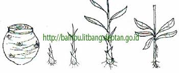 We did not find results for: Produksi Benih Pisang Dari Rumpun In Situ Secara Konvensional