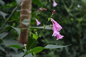 Image result for Strobilanthes hamiltoniana