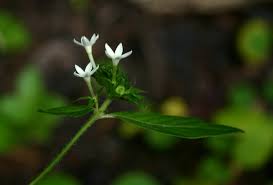 Image result for Pentas micrantha
