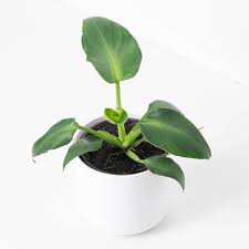 Image result for Monadenium rugosum