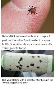 Pin By Mike Van Schoor On Travel Camping Camping Hacks Tent Camping Survival