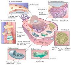 Check spelling or type a new query. Animal Cell Organelles Carlson Stock Art