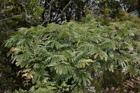 Image result for Albizia adianthifolia × gummifera