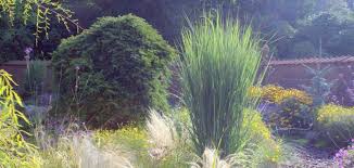 Rutenhirse 'northwind' (panicum virgatum 'northwind'). Rutenhirse Panicum Virgatum Kaufen Bambusborse
