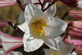 Tanaman yang berkembang biak dengan umbi adalah tanaman yang buahnya memiliki daun yang tumpang tindih, seperti bawang. Bakung Wikipedia Bahasa Indonesia Ensiklopedia Bebas