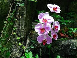 There are two main types of tropical forest: The Plants Of The Tropical Rainforest Voyagers Travel