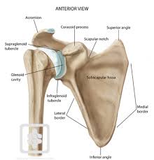 Tutorials on the shoulder muscles (e.g rotator cuff muscles: Shoulder Anatomy World Frozen Shoulder Clinic