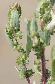 Image result for Atriplex