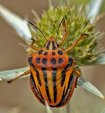 Image result for Isoglossa punctata