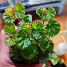 Image result for Loxodera bovonei