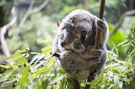 25 Pictures That Will Make You Love Australia Smartertravel Com Animal Quiz Koalas Australian Animals
