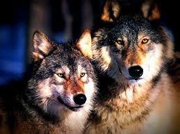More images for lobo galaxy wallpaper » Lobo Wallpaper Male And Female Grey Wolf 1024x768 Wallpaper Teahub Io