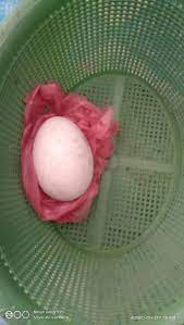 Check spelling or type a new query. Telur Angsa Tembean Perawan Shopee Indonesia