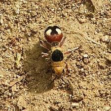 Image result for Volkiella disticha