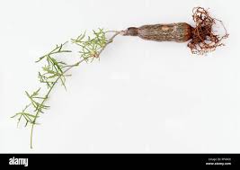 Image result for Kedrostis foetidissima