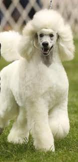 Black And White Standard Poodle Puppy Standard Poodle Puppies In Black Or White Standard Poodle Poodle Puppy Poodle