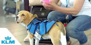 The handy item i always pack: Klm Pet Travel Policy Pet Transport Service In The Cabin Hold Cargo