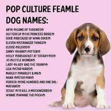 If so you've come to the right place; Pop Culture Female Dog Names Dog Names Girl Dog Names Female Dog Names