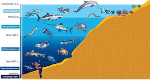 Ocean Zones Lesson Ocean Zones Deep Sea Creatures Layers Of The Ocean