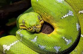 While Green As Adults Emerald Tree Boas Begin Life As Red Hatchlings Emerald Tree Boa Animal Antics Animals