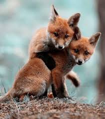 Top 10 De Renardeaux Beaucoup Trop Mignons En 2020 Renardeau Photo Animaux Animaux Amoureux