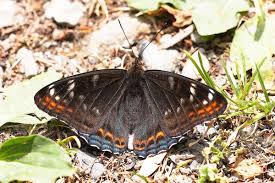 Image result for Limenitis populi