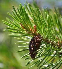 Call us at 1 315 4971058. Pinus Murrayana Lodgepole Pine