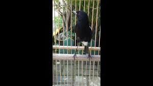 Download lagu decu wulung 11.55mb dan streaming kumpulan lagu decu wulung 11.55mb mp3 terbaru di metrolagu dan nikmati, video klip decu wulung mp4, lirik lagu decu wulung full album. Decu Wulung Pancingan Plong Youtube