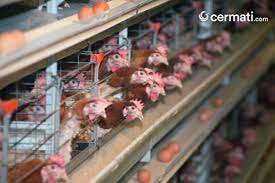 Membuat kemasan dengan berbagai ukuran. Cara Berbisnis Ayam Petelur Yang Masih Menjanjikan Keuntungan Berlimpah Hingga Kini Cermati Com