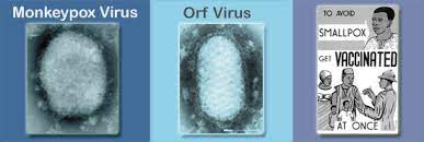 It is closely related to smallpox but is not nearly as deadly as smallpox was. Poxvirus Cdc