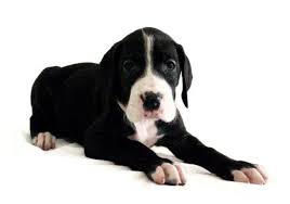 Looking for a great dane puppy or dog in texas? Akc Euro Great Dane Puppies For Sale For Sale In San Antonio Texas Classified Americanlisted Com