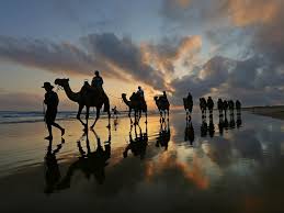 Resort charlesworth bay beach resort. Amazing Camel Tours Along Stockton Beach Daily Telegraph