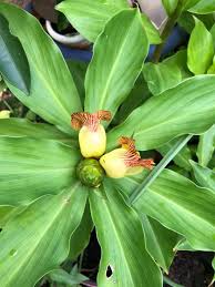 Image result for Agelanthus igneus